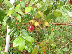 Rhodomyrtus tomentosa