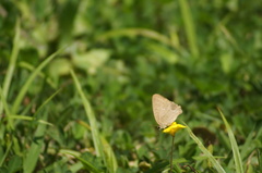 Cissia phronius
