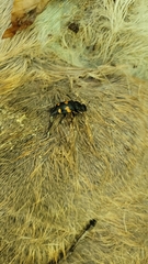 Nicrophorus orbicollis
