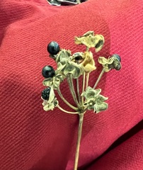 Allium tricoccum