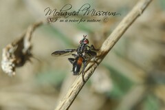 Cylindromyia intermedia