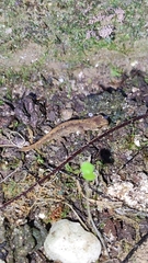 Lissotriton