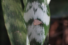Hermeuptychia hermes