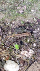 Lissotriton