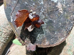 Auricularia