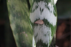 Hermeuptychia hermes