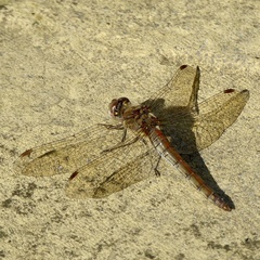 Sympetrum striolatum