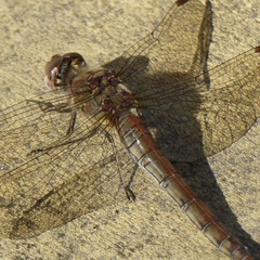 Sympetrum striolatum