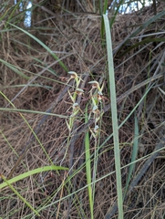 Lyperanthus serratus
