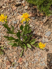 Senecio crassulus