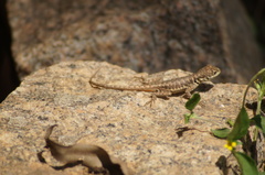 Tropidurus torquatus