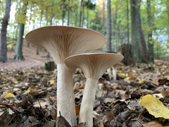 Clitocybe