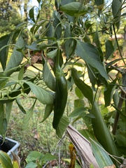 Capsicum annuum