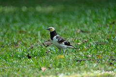 Gracupica nigricollis
