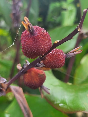 Canna indica image