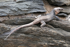 Gallotia stehlini