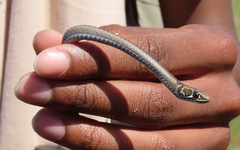 Psammophis crucifer