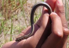 Psammophis crucifer
