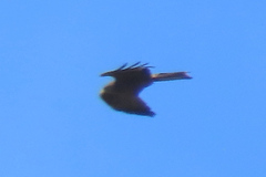 Milvus migrans parasitus