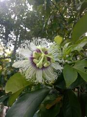 Passiflora edulis