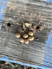 Epilachna varivestis