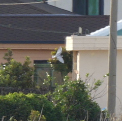 Chlidonias leucopterus