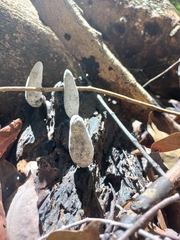Xylaria longipes