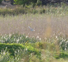 Chlidonias leucopterus