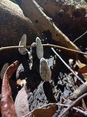 Xylaria longipes