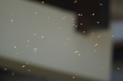 Pterygota