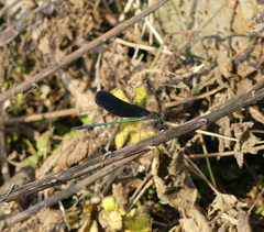 Atrocalopteryx atrata