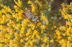 Crossidius hirtipes rhodopus
