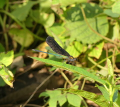 Atrocalopteryx atrata
