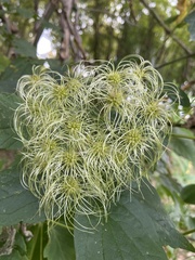 Clematis vitalba