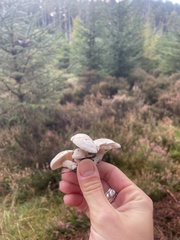 Leucocybe connata