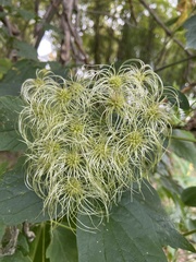Clematis vitalba
