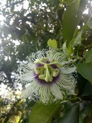 Passiflora edulis
