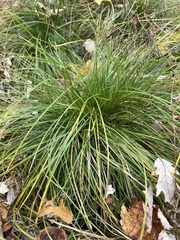 Carex stricta