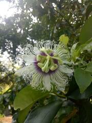 Passiflora edulis