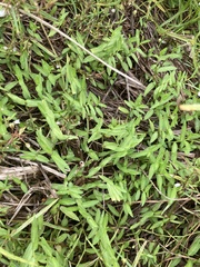 Lobelia chinensis