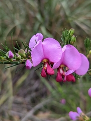 Gompholobium scabrum
