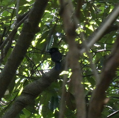 Terpsiphone atrocaudata