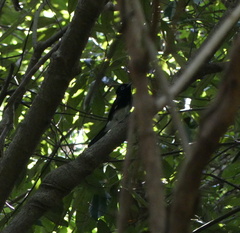 Terpsiphone atrocaudata