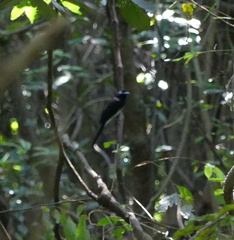 Terpsiphone atrocaudata