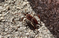 Leptoglossus occidentalis