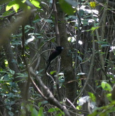 Terpsiphone atrocaudata