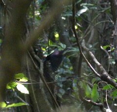 Terpsiphone atrocaudata