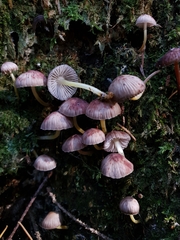 Mycena epipterygia