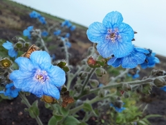 Adelocaryum malabaricum