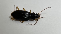 Nebria macrogona